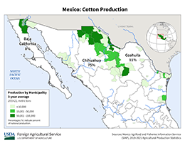 images\MX\Municipality\Mexico_Cotton_preview.png